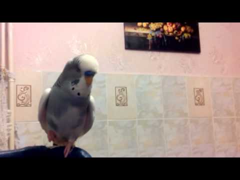 Видео: попугай    Яша!!!ну очень много говорит!