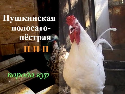 Видео: ПУШКИНСКАЯ порода кур // ПТИЦА//PUSHKIN breed chickens