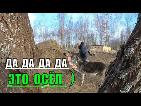 Видео: ОСЁЛ НА ХУТОРЕ / ЖИВЁМ НА ЗЕМЛЕ