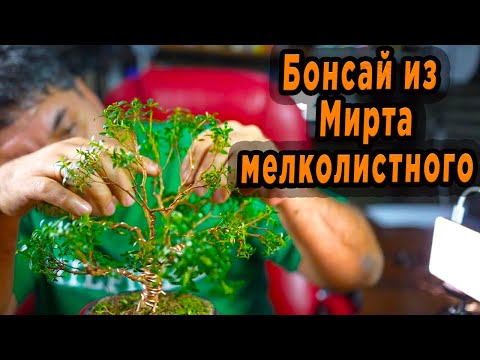 Видео: Мой первый настоящий Бонсай из Мирта. Формирую крону из шарика в ветвистое дерево.