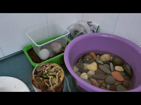 Видео: ОРХОПЕНЬ ЛЕТЕЛ В ПОМОЙКУ / КАМНИ ДЛЯ УТЯЖЕЛЕНИЯ ГОРШКОВ / НИЗКОЕ КАЧЕСТВО КОРЫ ОТ БИОМАСТЕР УЖАС.
