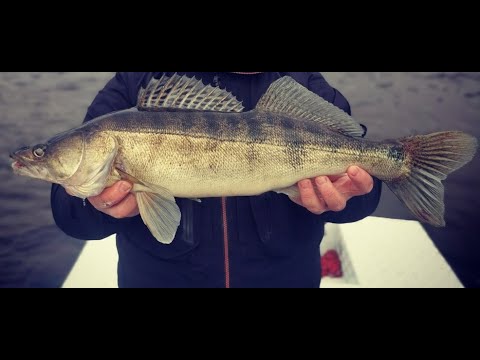 Видео: Рыбалка в Ноябре на Спиннинг. РАЗДАЧА СУДАКА!!!