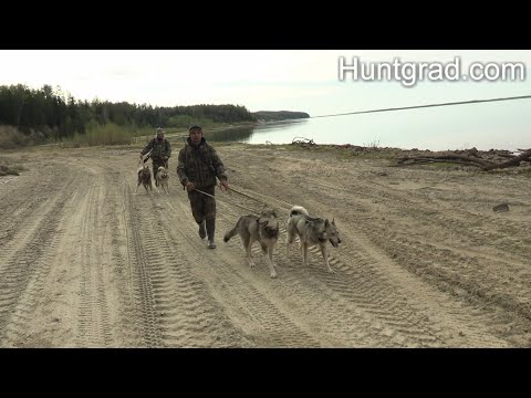 Видео: Охота на медведя с западно-сибирскими лайками в ХМАО