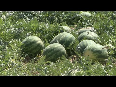 Видео: Созақ ауылының тұрғыны соңғы 3 жылдан бері қауын қарбыз егумен айналысады