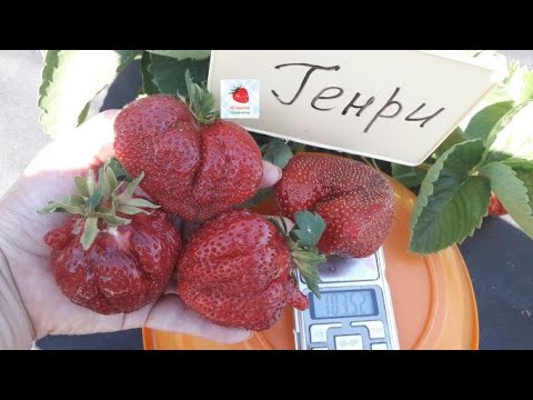 Видео: Клубника сорт Генри - изысканная роскошь!