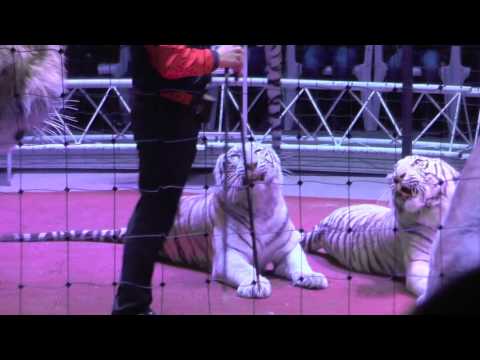Видео: Выступление кошки #Цирк