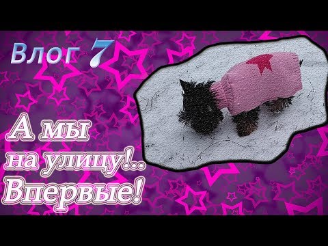 Видео: Первая прогулка йорка! Радость и страх одновременно...