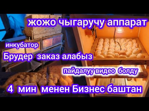 Видео: ОТО ПАЙДАЛУУ ВИДЕО  4 МИН МЕНЕН БИЗНЕС БАШТАН ИНКУБАТОР АППАРАТ  90 ШТ ЖУМУРТКА БАТАТ  ЖОЖОЛОР БАР