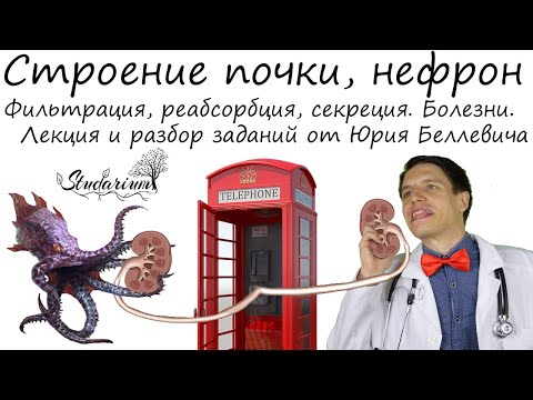 Видео: Строение почки, нефрон. Выделительная система. Болезни. Лекция и разбор заданий от Юрия Беллевича
