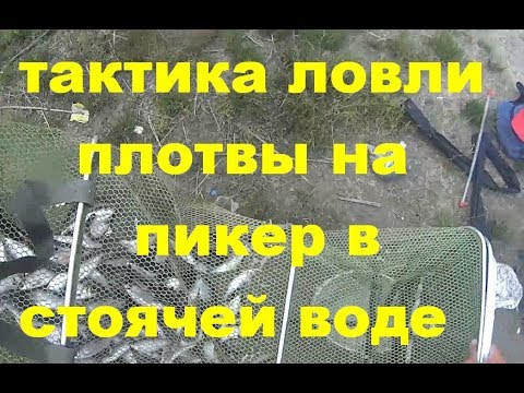 Видео: ТАКТИКА ЛОВЛИ ПЛОТВЫ НА ПИКЕР В СТОЯЧЕЙ ВОДЕ