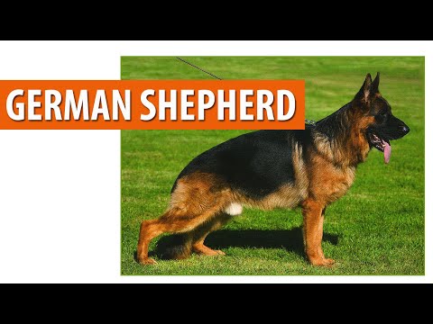 Видео: Герман хоньчин нохойн тухай | Немц овчарка | German shepherd dog