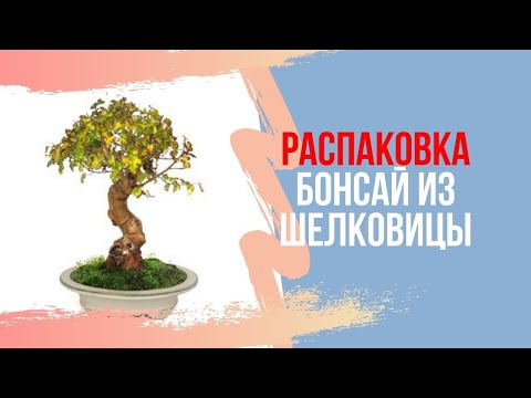 Видео: Бонсай из шелковицы. Bonsai Morus alba (Шелковица)