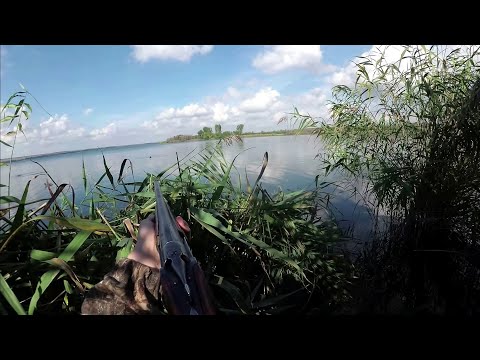 Видео: ОХОТА НА УТКУ. Взял норму! Кряквы тьма!! ТОЗ 34
