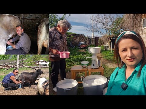 Видео: ՍԱՐԻ ԿՅԱՆՔ` Այծերին Կթեցինք - Կաթը Քամեցինք - Րեժանն էլ Խմեցինք  - Շամշադինի Համը - Шамшадин