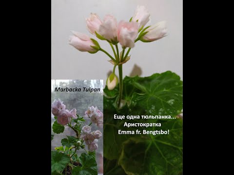 Видео: Лучшие сортовые  пеларгонии .Аристократка ! Тюльпановидная пеларгония Emma fr. Bengtsbo.Ее тайны...