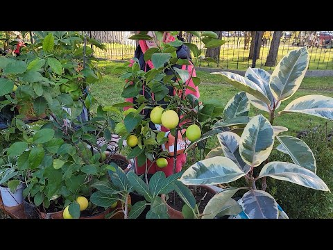 Видео: Выставка - продажа растений в Ботаническом саду г.Тирасполь 1 ноября 2025