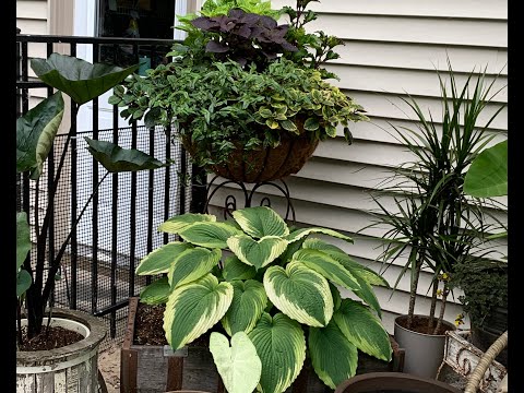 Видео: Экскурсия по контейнерному саду July Shade