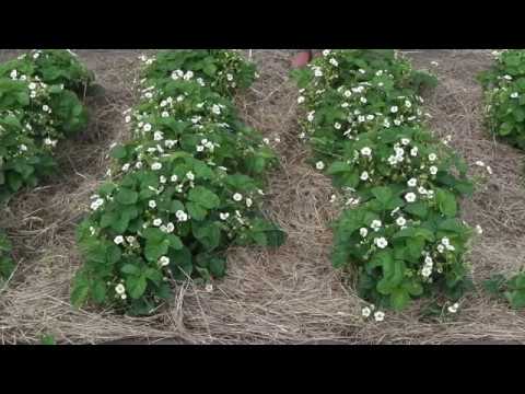 Видео: МУЛЬЧИРОВАНИЕ  КЛУБНИКИ  УХОД ЗА  КЛУБНИКОЙ ВО ВРЕМЯ  ЦВЕТЕНИЯ И ПЛОДОНОШЕНИЯ