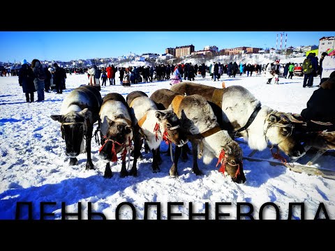 Видео: ПРАЗДНИК ОЛЕНЕВОДОВ #салехард#спорт