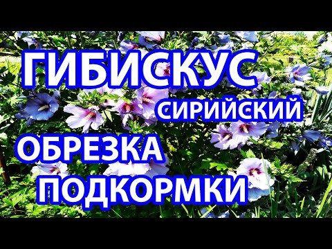 Видео: Гибискус сирийский. Особенности  обрезки. Подкормки и уход для обильного цветения