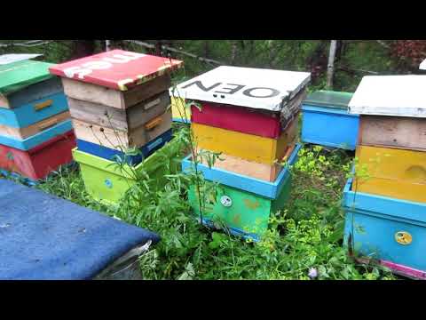 Видео: ОТБОР МАГАЗИННЫХ РАМОК С МЁДОМ У 12 РАМОЧНЫХ УЛЬЕВ🔥🔥🔥