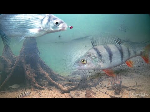 Видео: ОПУСТИЛ КАМЕРУ В КОРЯЖНИК, А ТАМ ЛЕЩИ И ГОРБАТЫЙ! РЫБАЛКА НА МОРМЫШКУ