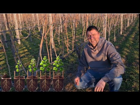Видео: Посадка винограда с собственными корнями (посадка и уход за виноградом) [ru субтитры]