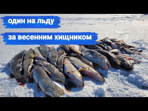Видео: Народный проект. Сутки на льду. Рыбалка с ночёвкой весной на реке Печора
