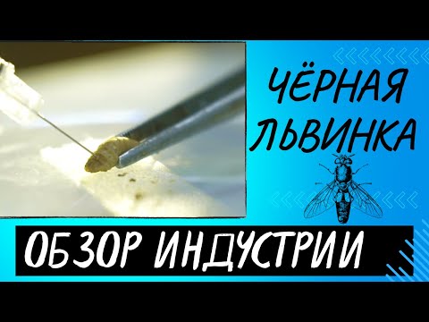 Видео: Чёрная львинка. Обзор индустрии.