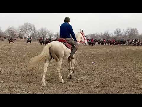 Видео: бузкаши фархор камуна