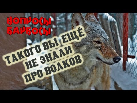 Видео: Такого вы еще не знали про волков или как волк мешает снимать передачу "Вопросы-Барбосы"