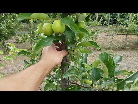 Видео: Как я делал опору для карликового сада