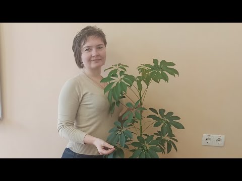 Видео: ШЕФЛЕРА, вкорінення відводками, розмноження, умови вирощування