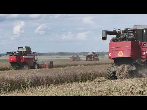 Видео: Рапсовая лихорадка: "Черное Золото" покоряется GOMSELMASH и John Deere в ОАО "Журавлиное"!