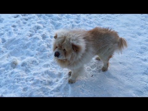 Видео: Почему я выбрал Чау Чау?! Собака для всей семьи!