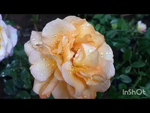 Видео: 12 СЕНТЯБРЬ АТИРГУЛЛАРНИ ДАВОМИ🌹🌹🌹🌹🌹🌹🌹🌹🌹🌹🌹🌹