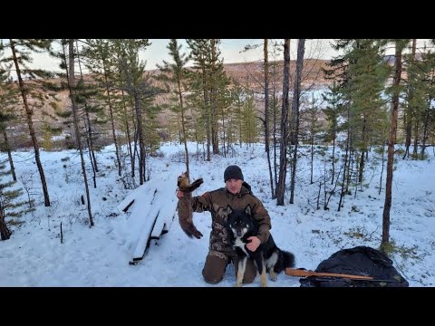 Видео: Охота на соболя с лайками. Заезжаем на дальние угодья. День 1