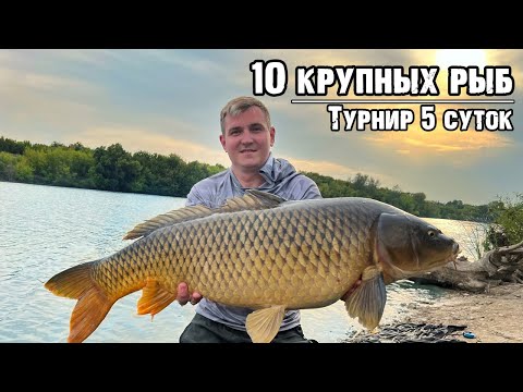 Видео: Турнир по 10 крупным рыбам Carpfishing 2024.Последний турнир лета. Водоём Княжа Долина!