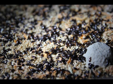 Видео: Жук Знахарь... Как есть...