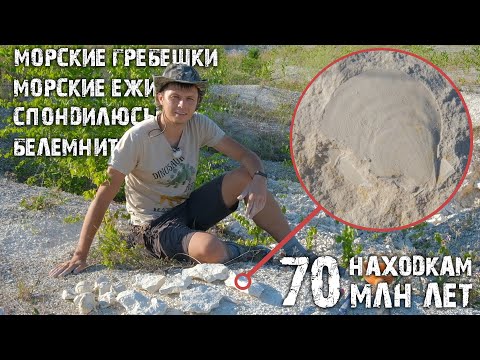 Видео: Морские ежи и гребешки в меловых горах| Откуда они там появились?| Поиск окаменелостей