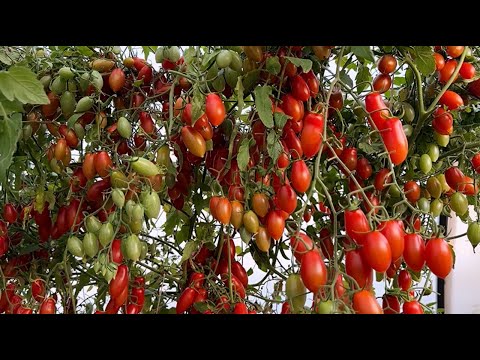 Видео: ВЫРАЩИВАЮ ТОМАТЫ ТОЛЬКО ТАК! БЕЗ ФИТОФТОРЫ И КЛАДОСПОРИОЗА!