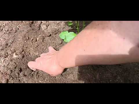 Видео: Засаждане на пипер и патладжан- по мой начин