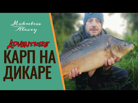 Видео: ОХОТА НА ДИКИХ КАРПОВ И САЗАНОВ . РЫБАЛКА В ДИКИХ МЕСТАХ.