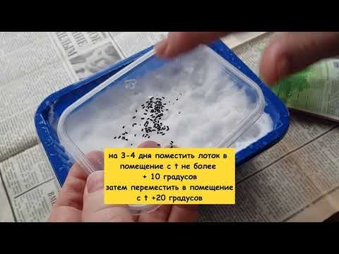 Видео: Фуксия в январе. Сеем семена лаванды