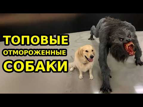 Видео: САМЫЕ СУРОВЫЕ СОБАКИ