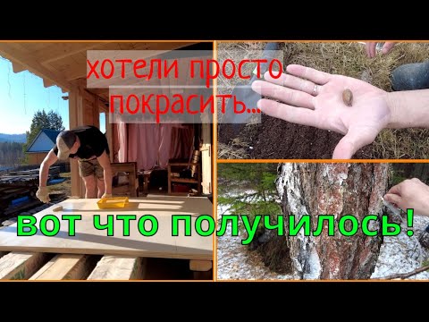 Видео: Хотели просто покрасить потолок... а получили дуб, берёзовый сок и незабываемый день!