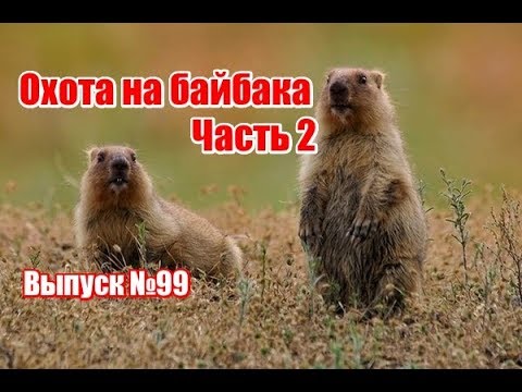 Видео: Охота на байбака | Часть 2 | Выпуск №99 (UKR)