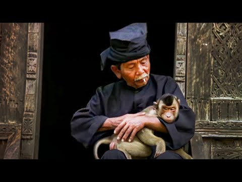 Видео: Дрессировщик обезьян - Повелители животных
