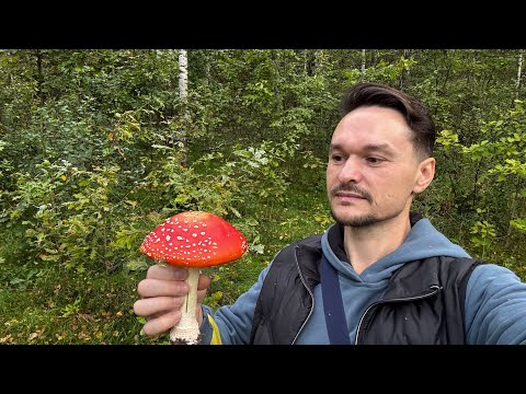 Видео: Как мухомор меняет сознание, состояние а соответственно и жизнь. Один пример из моего опыта жизни.