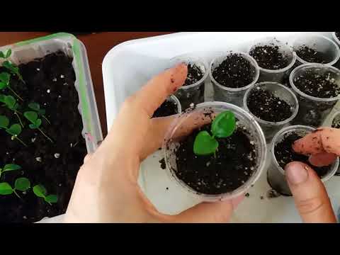 Видео: Мурайя метельчатая из семян  Пикировка